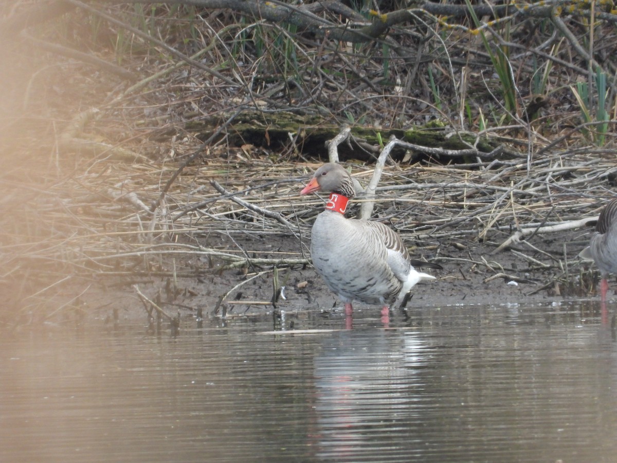 Graylag Goose - ML552120541