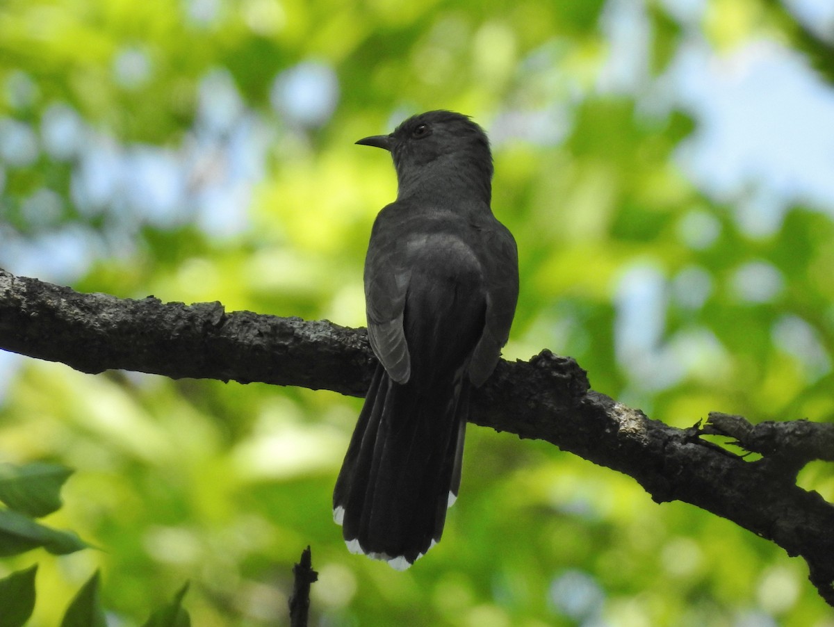 Gray-bellied Cuckoo - ML552121081