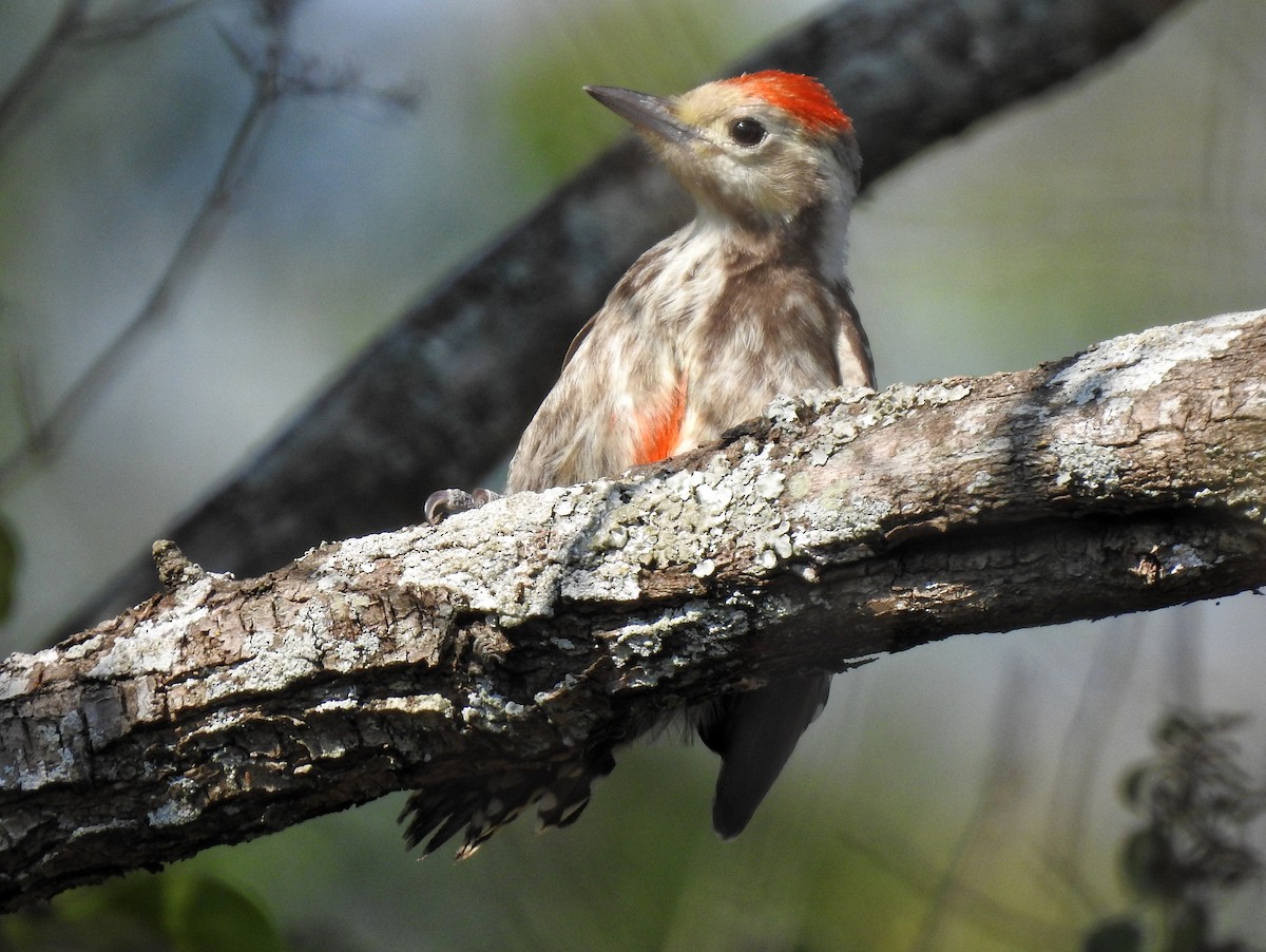 Yellow-crowned Woodpecker - Abhinav Nair