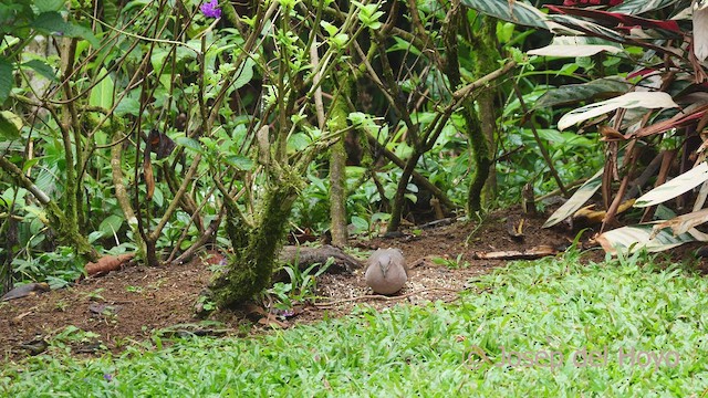 White-tipped Dove - ML552121481