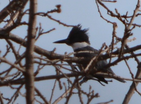 Belted Kingfisher - ML552121791