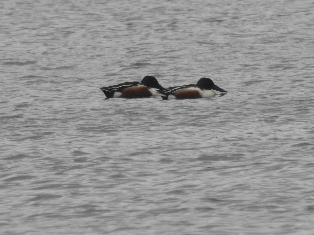 Northern Shoveler - Michal Javůrek ml.