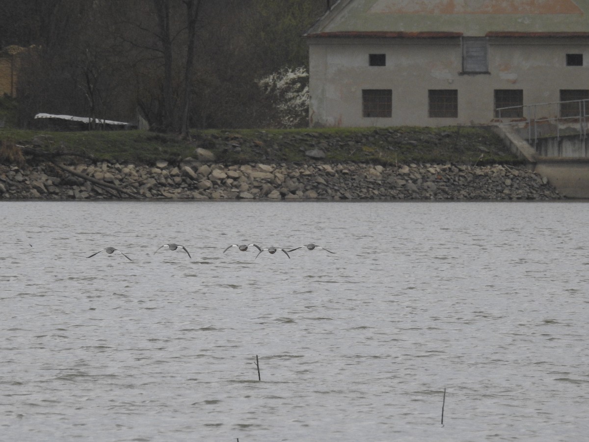 Common Merganser - Michal Javůrek ml.