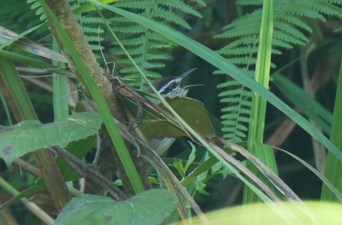 Gray-breasted Wood-Wren (bangsi) - ML552122751