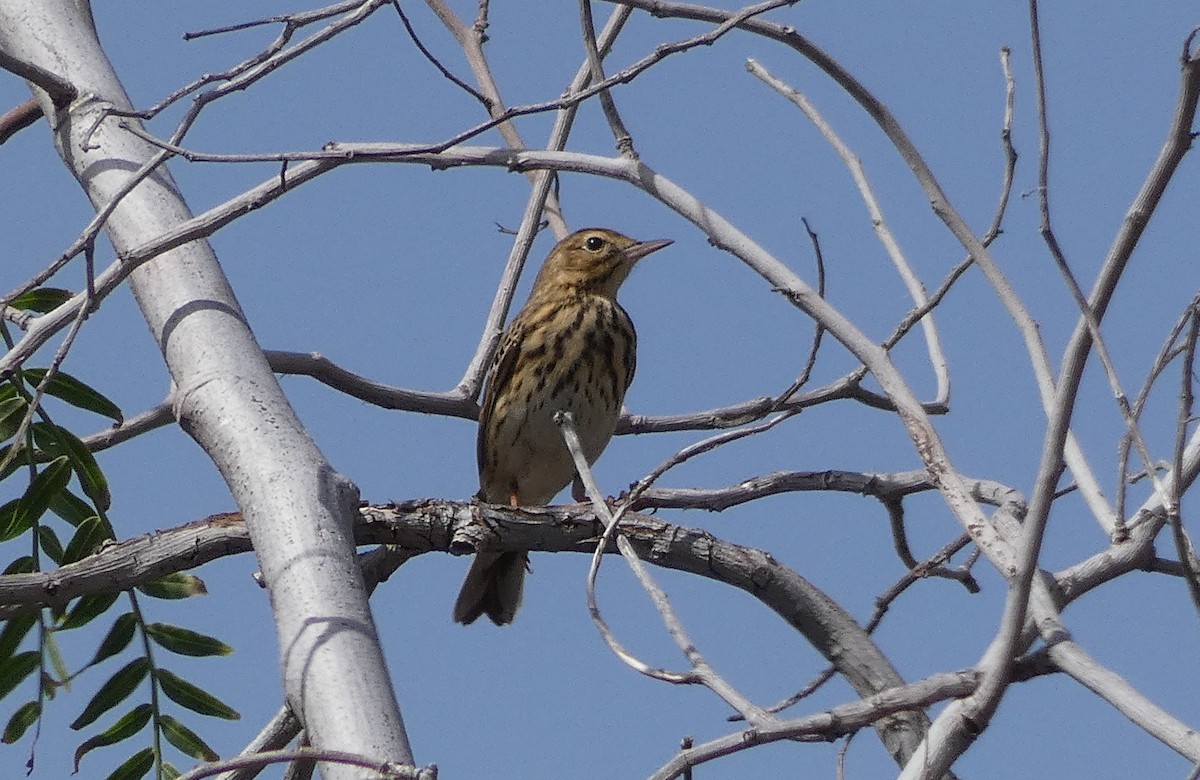 Tree Pipit - ML552124461