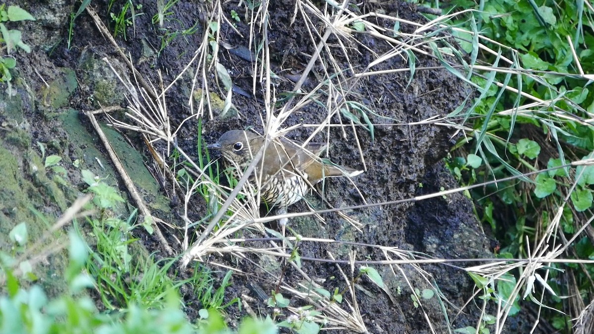 Alpine Thrush - ML552124561