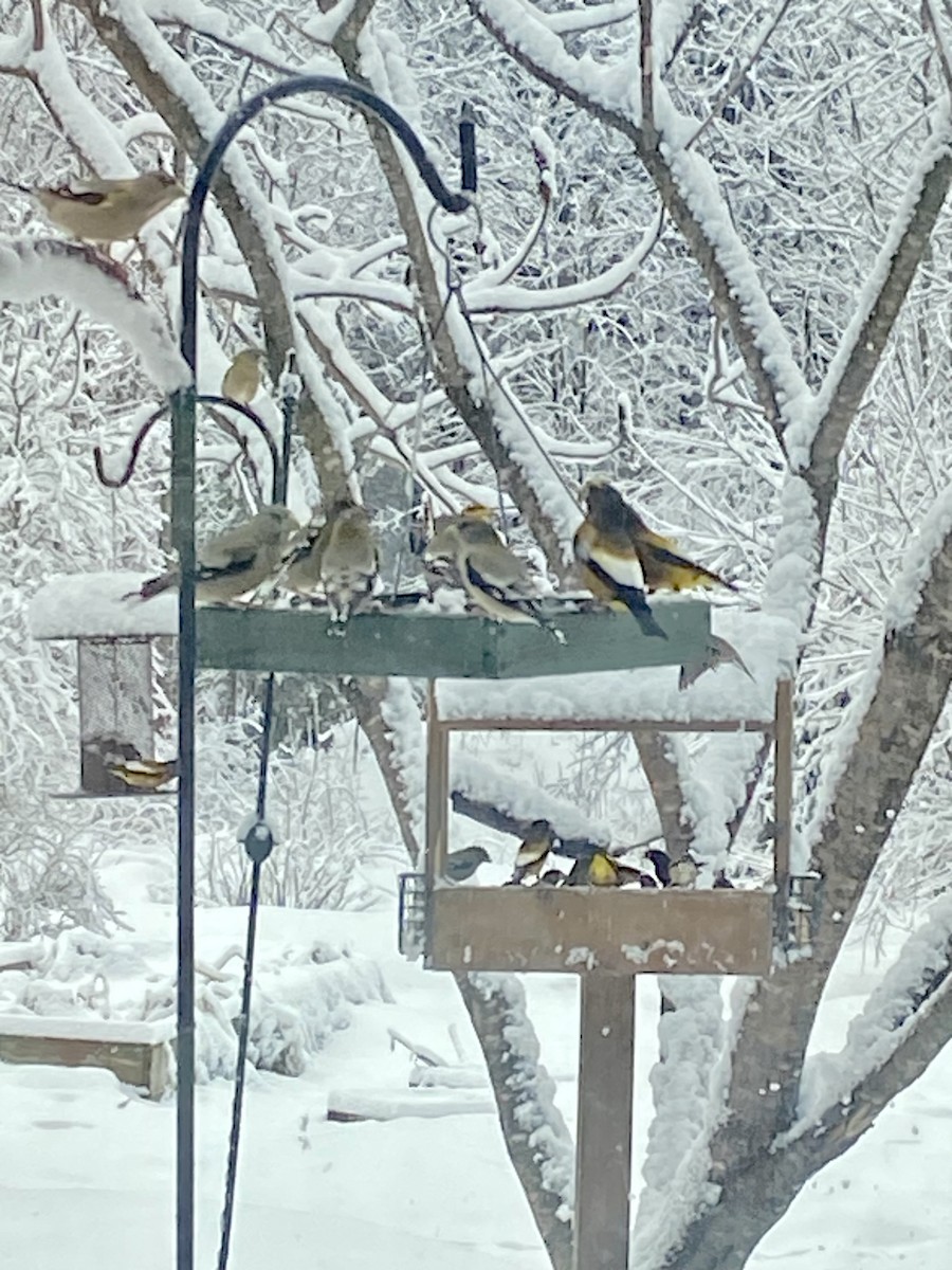 Evening Grosbeak - ML552125281