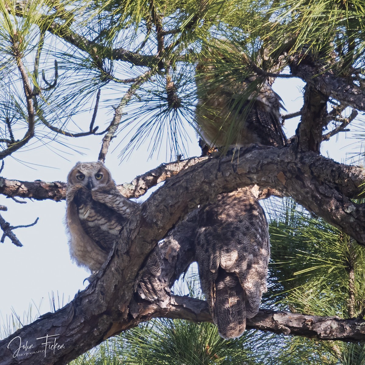 Great Horned Owl - ML552126681