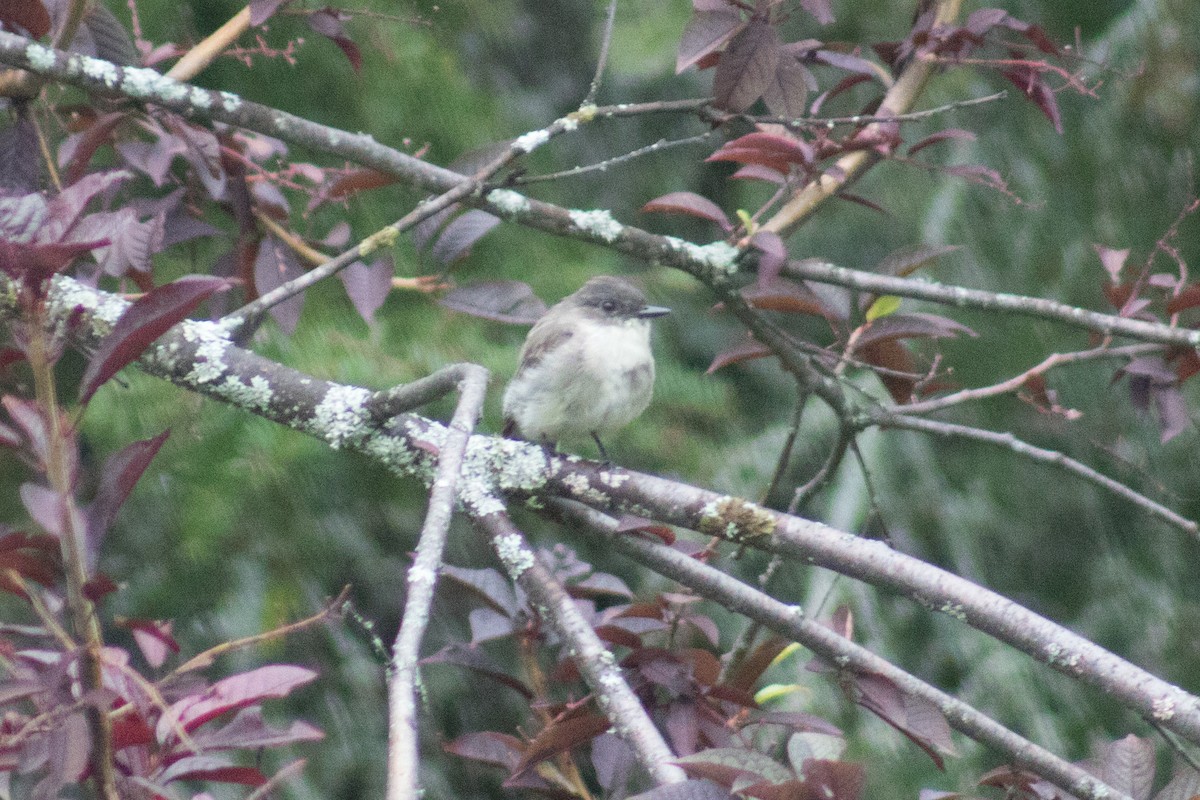 Eastern Phoebe - ML552126691