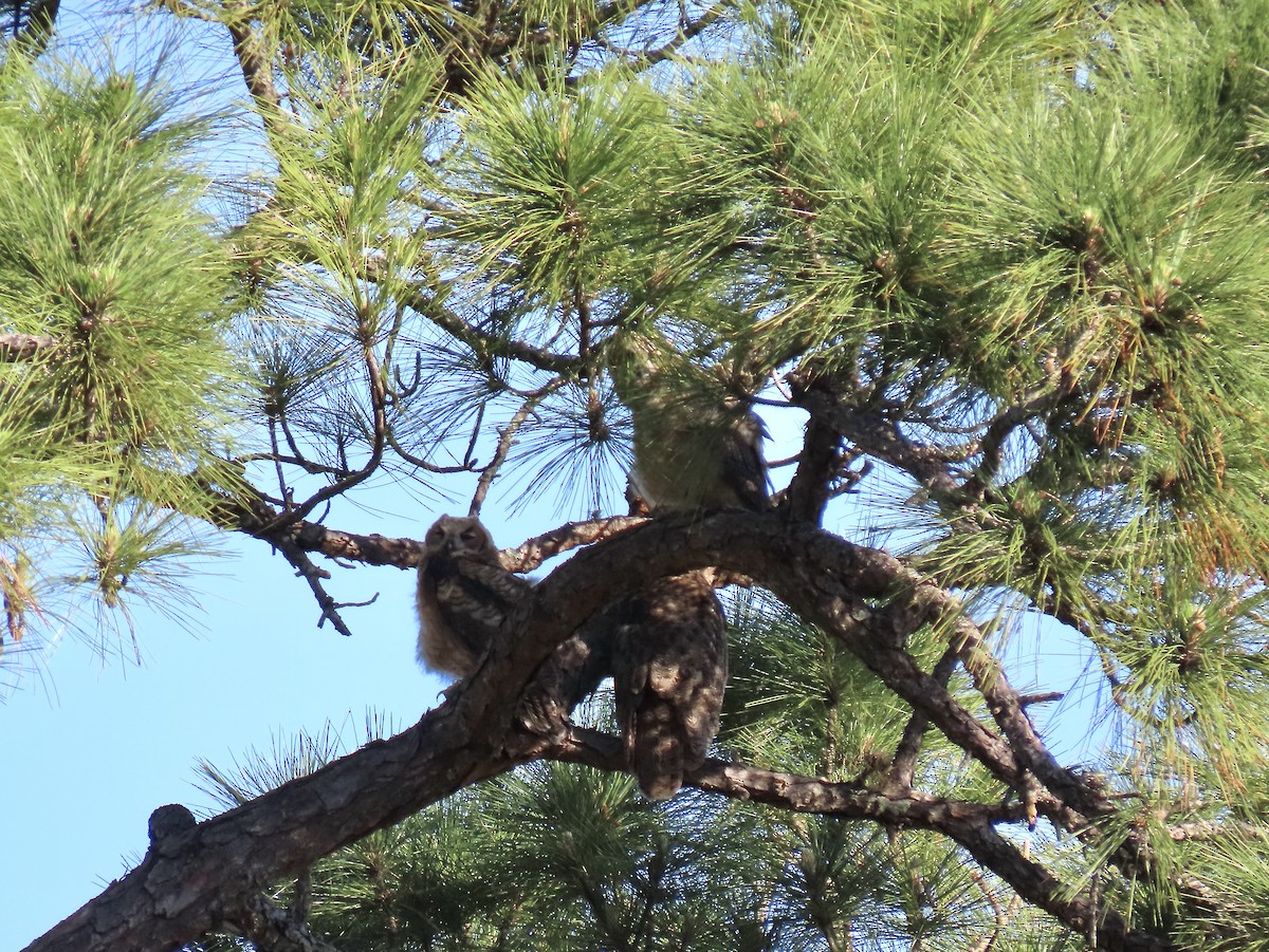 Great Horned Owl - ML552126911