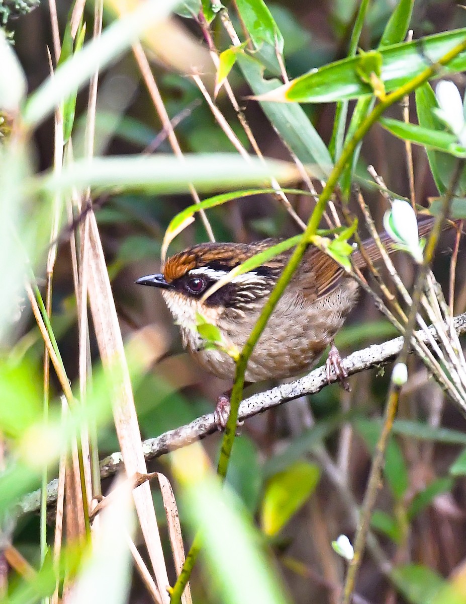 Rusty-capped Fulvetta - ML552127151