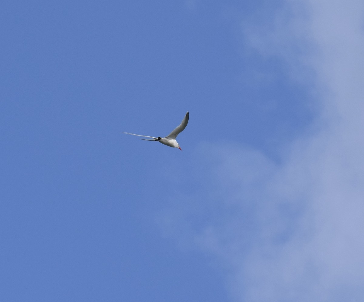 Red-billed Tropicbird - ML552127291