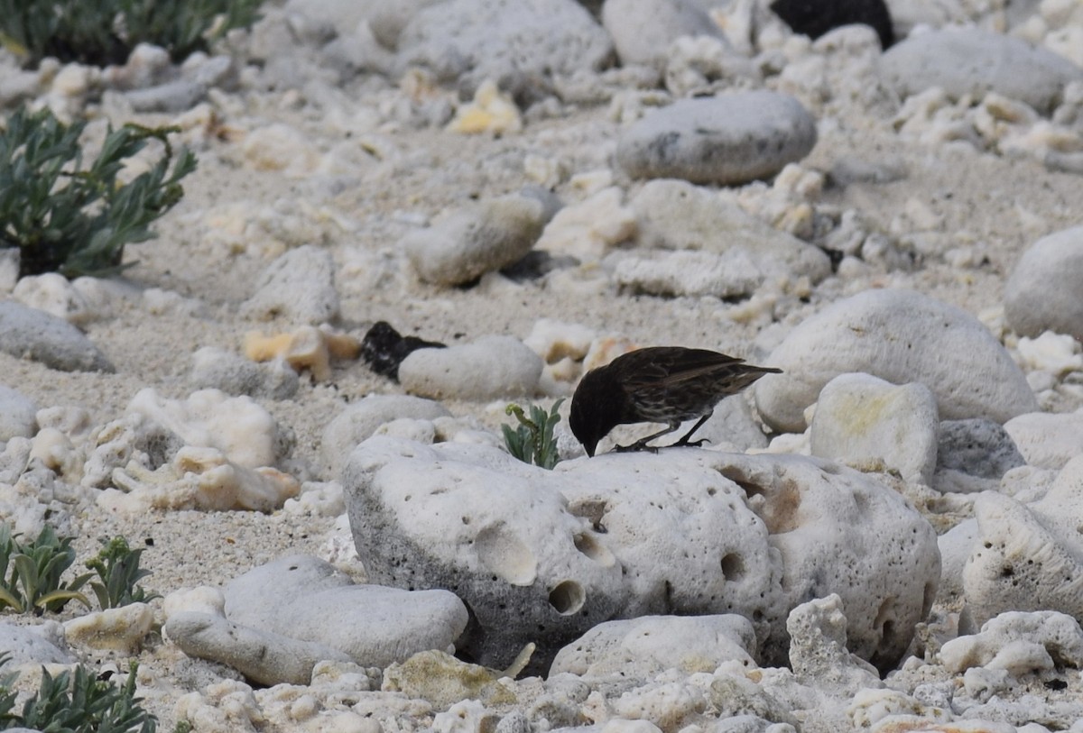 Genovesa Ground-Finch - ML552128251