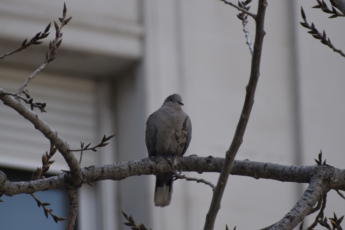 Eurasian Collared-Dove - ML552128551