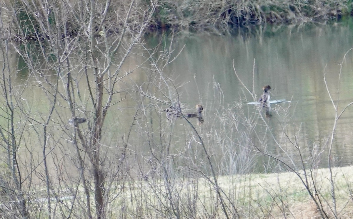 Hooded Merganser - ML552128721