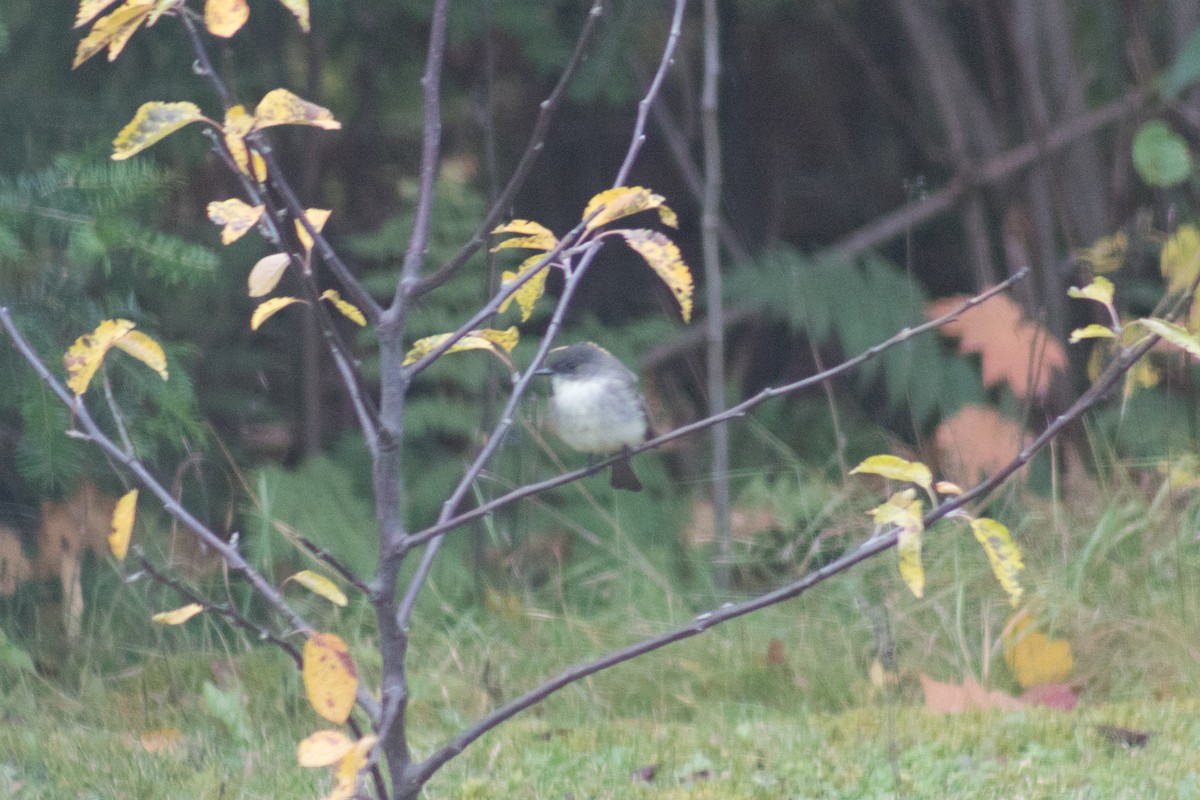 Eastern Phoebe - ML552129281