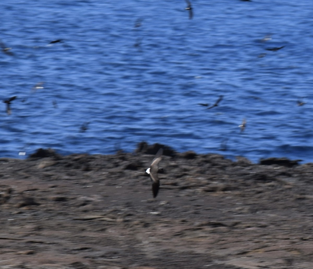 Wedge-rumped Storm-Petrel - ML552129501