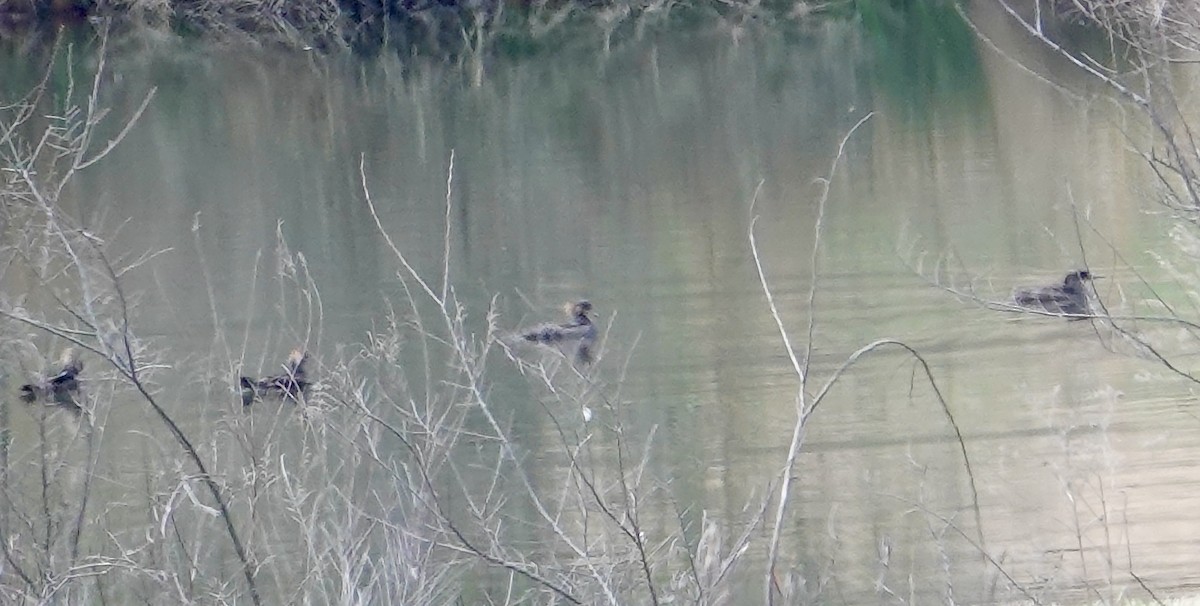 Hooded Merganser - ML552129561