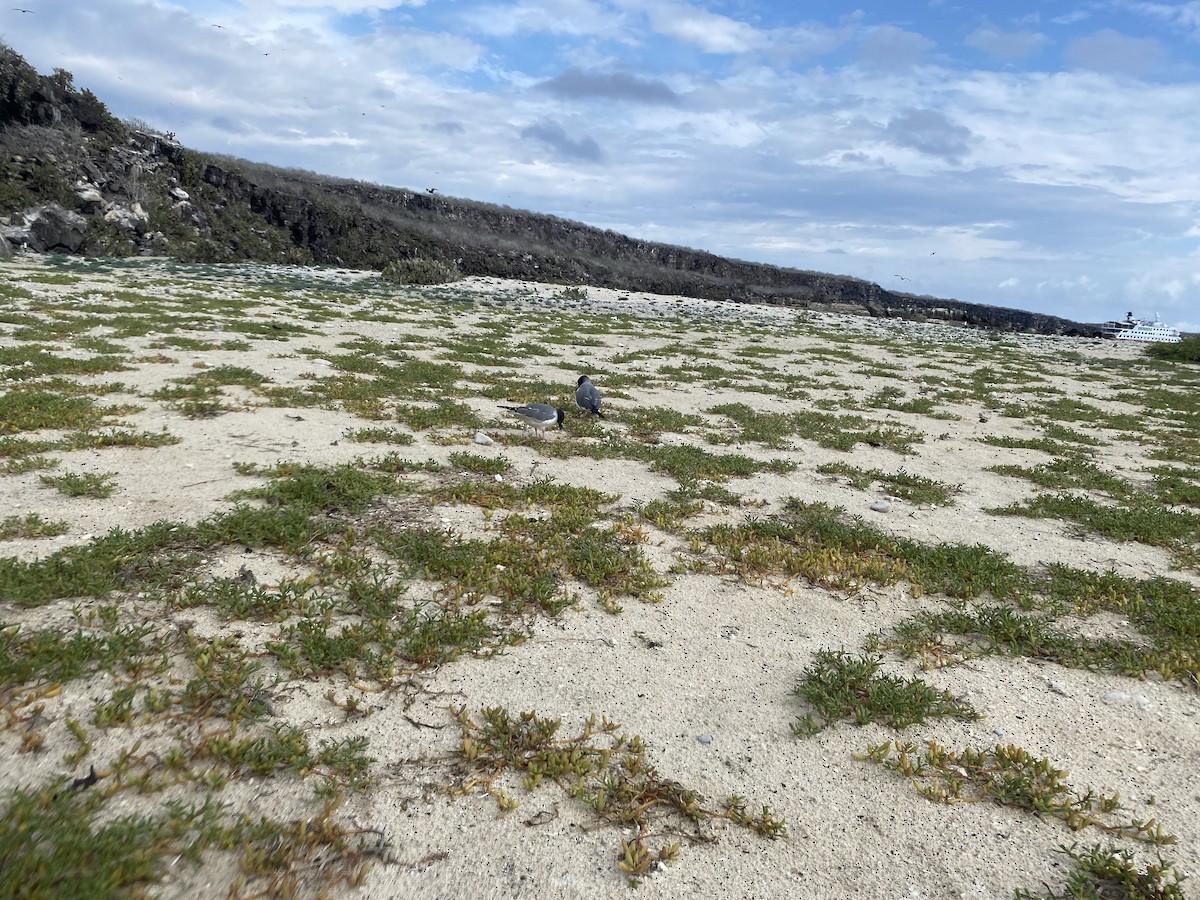Swallow-tailed Gull - ML552130621