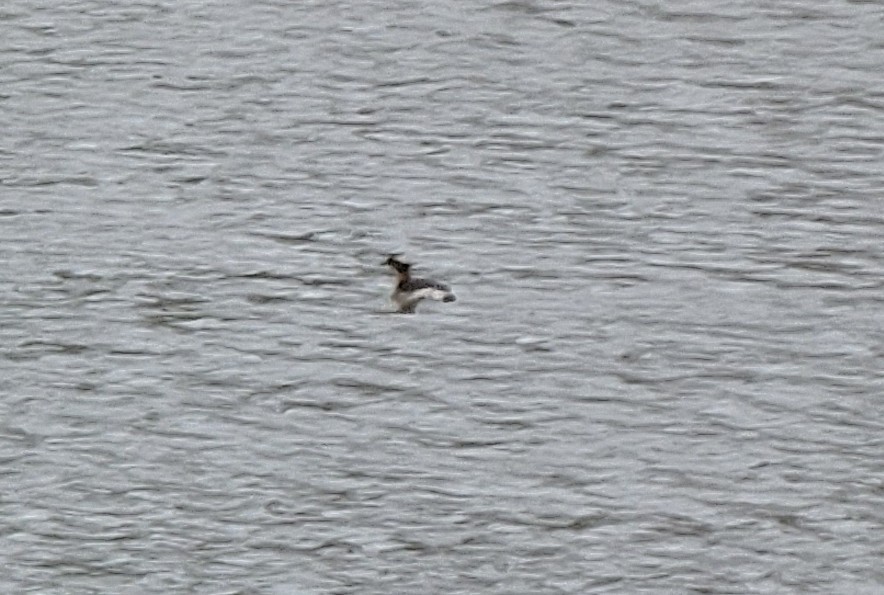 Horned Grebe - ML552130891