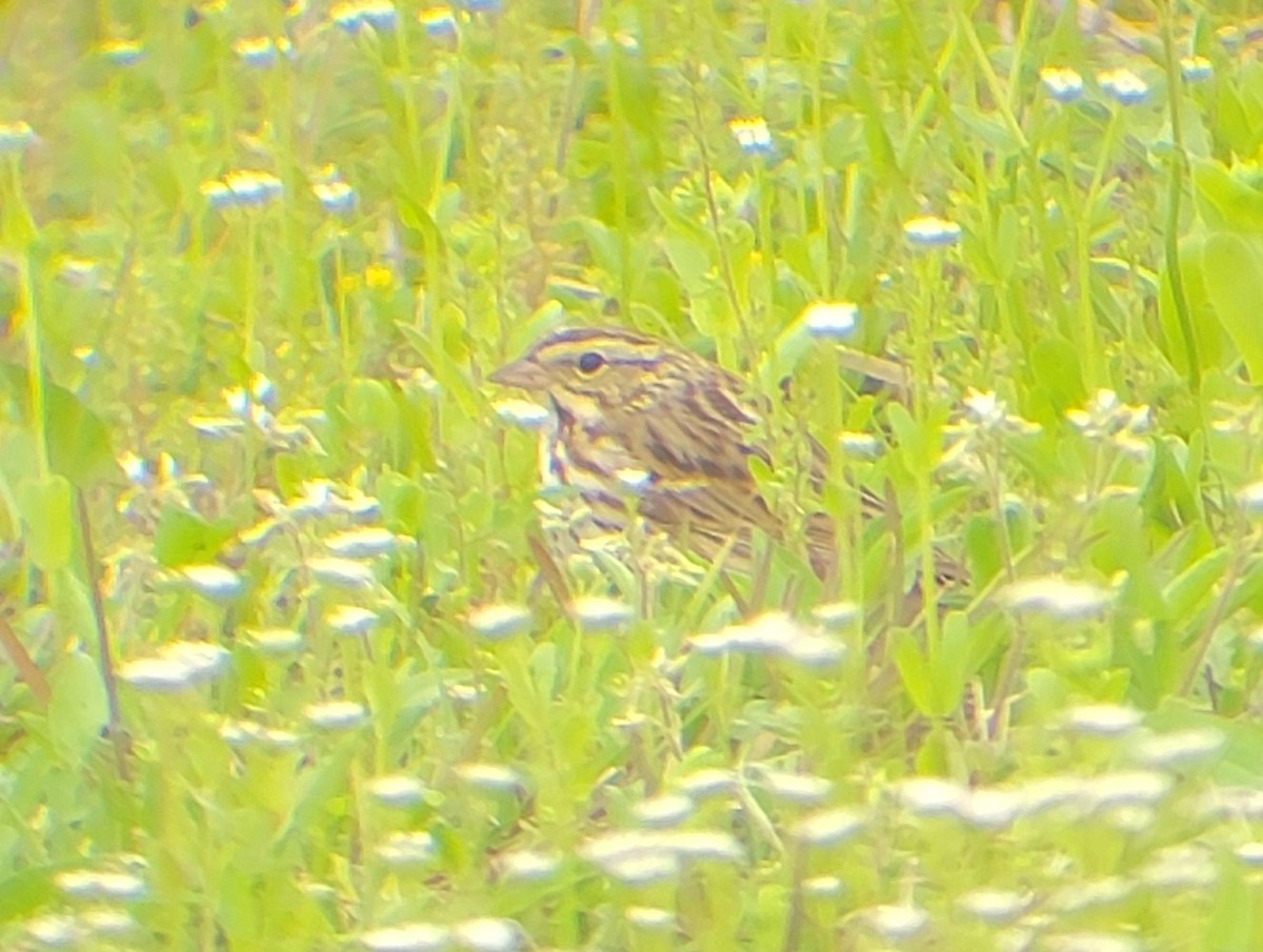 Savannah Sparrow - ML552131011