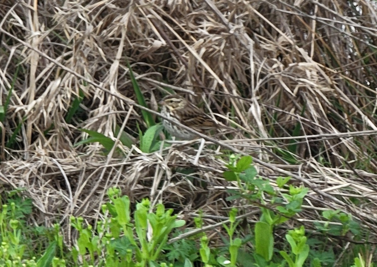Savannah Sparrow - ML552131261