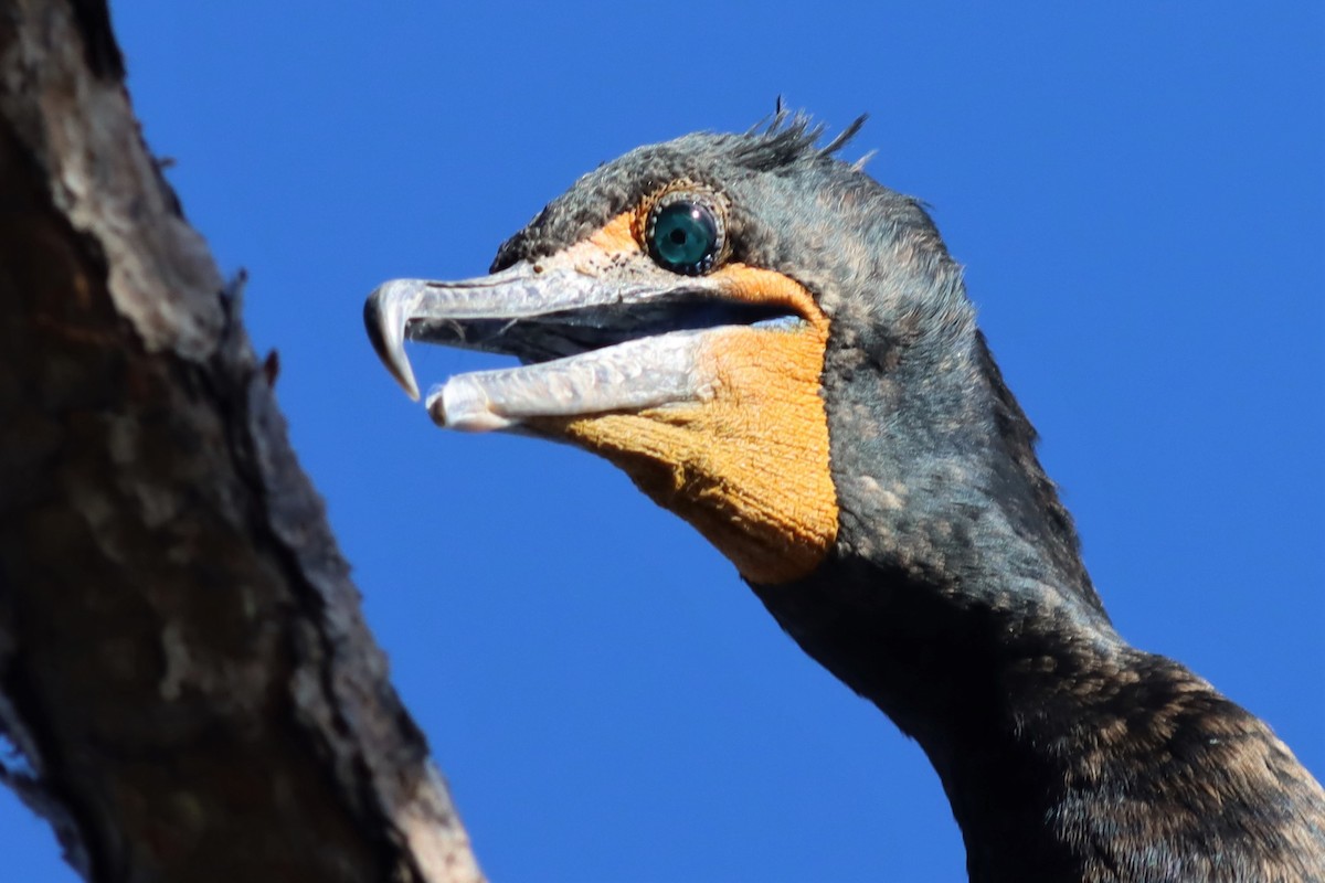 Double-crested Cormorant - Margaret Viens