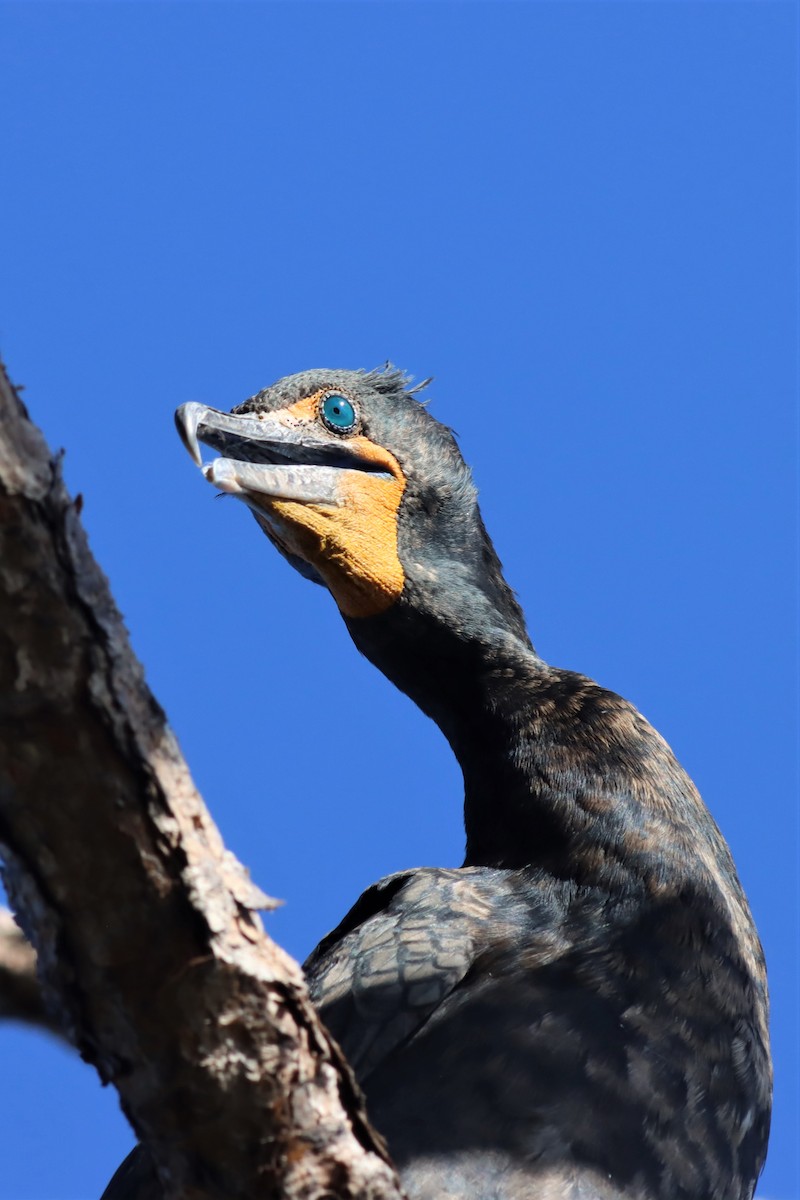 Double-crested Cormorant - Margaret Viens