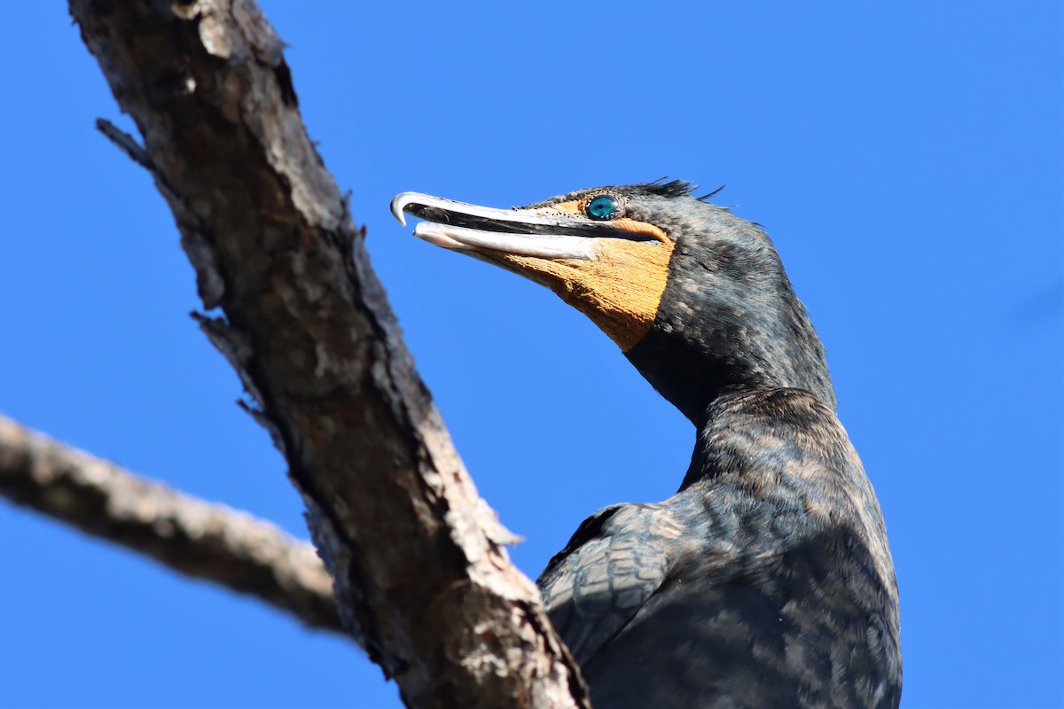 Double-crested Cormorant - Margaret Viens