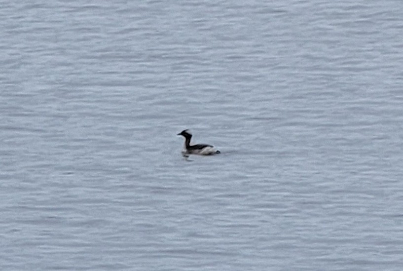 Horned Grebe - ML552131571