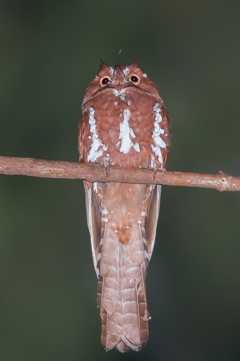 Starry Owlet-nightjar - ML552131631