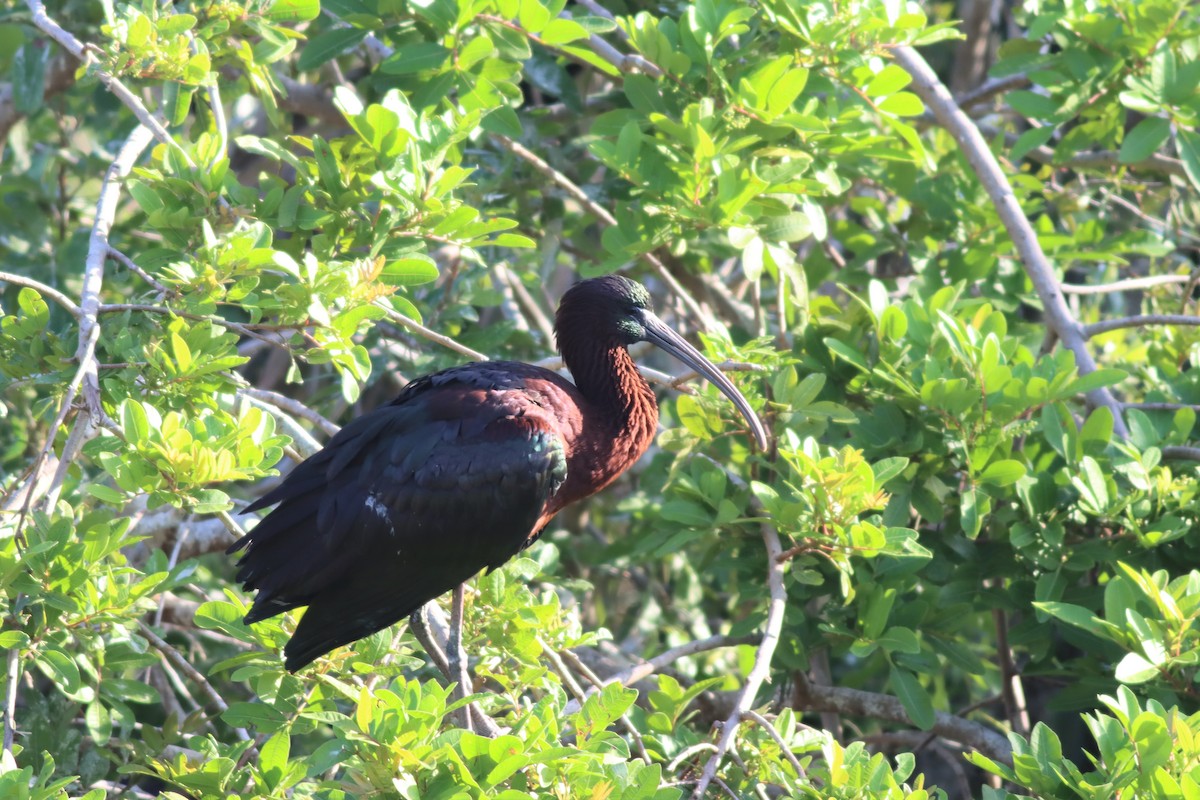 ibis hnědý - ML552132491