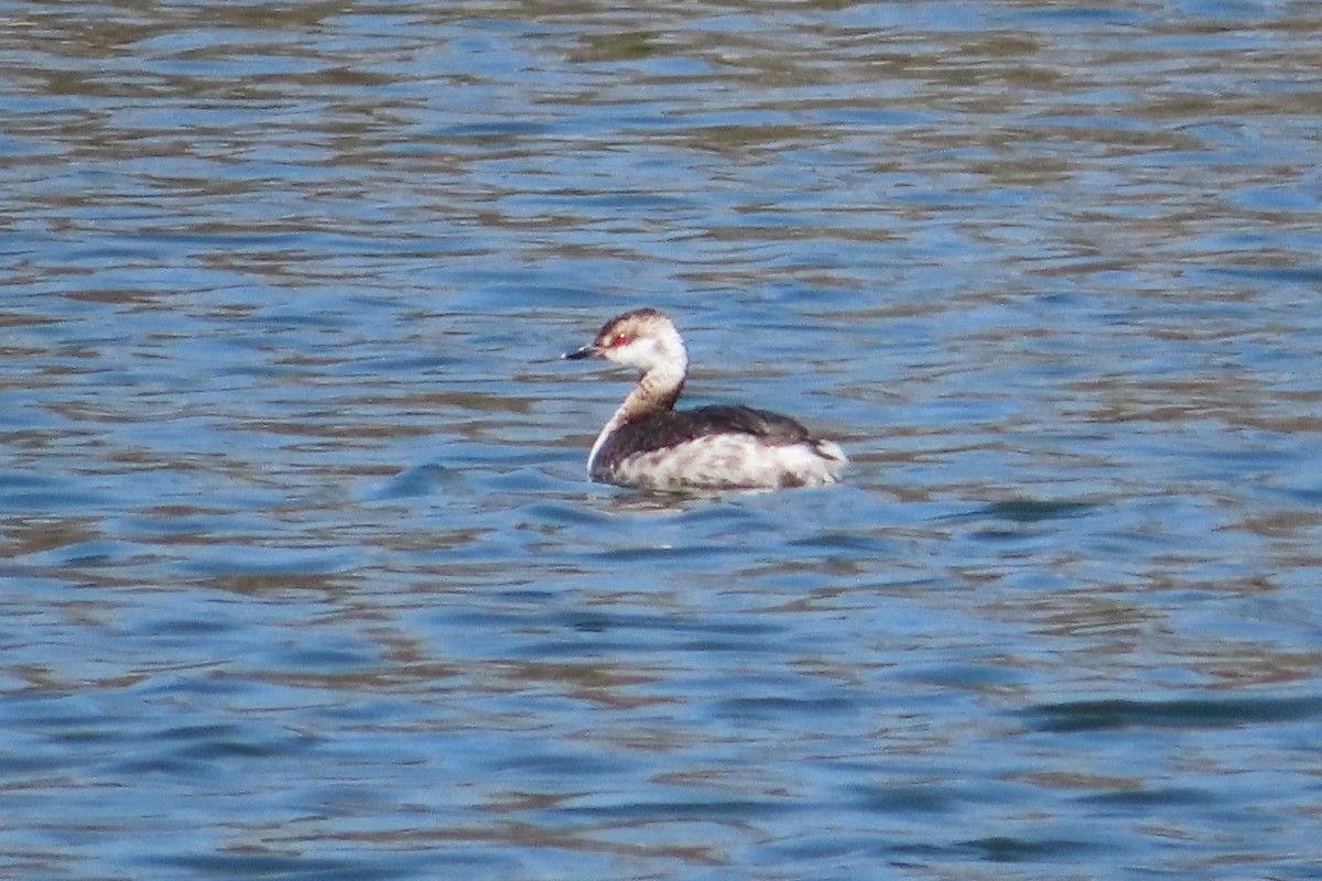 Horned Grebe - ML552133041