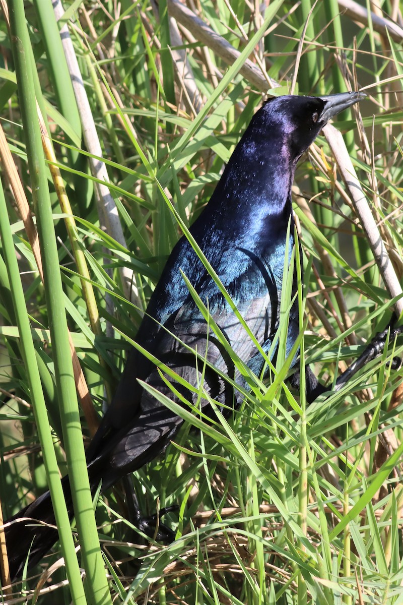 Boat-tailed Grackle - ML552133801