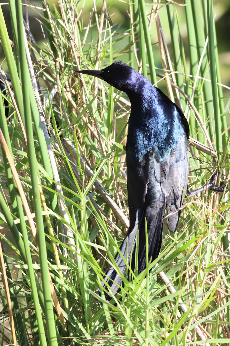 Boat-tailed Grackle - Margaret Viens