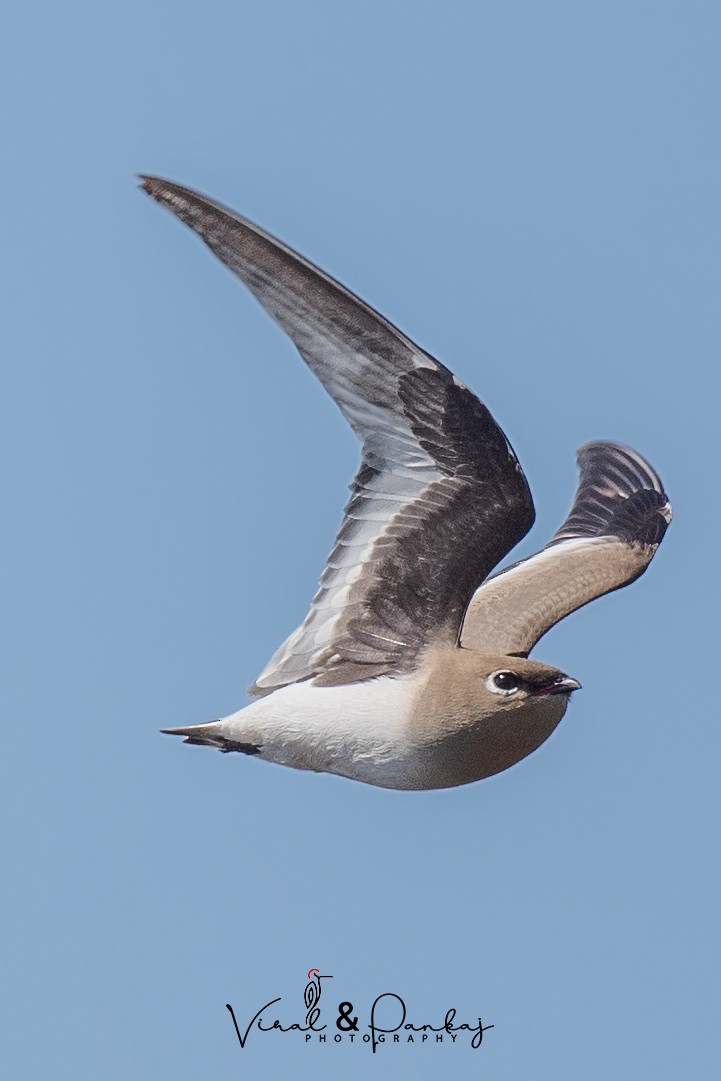 Small Pratincole - ML552134761