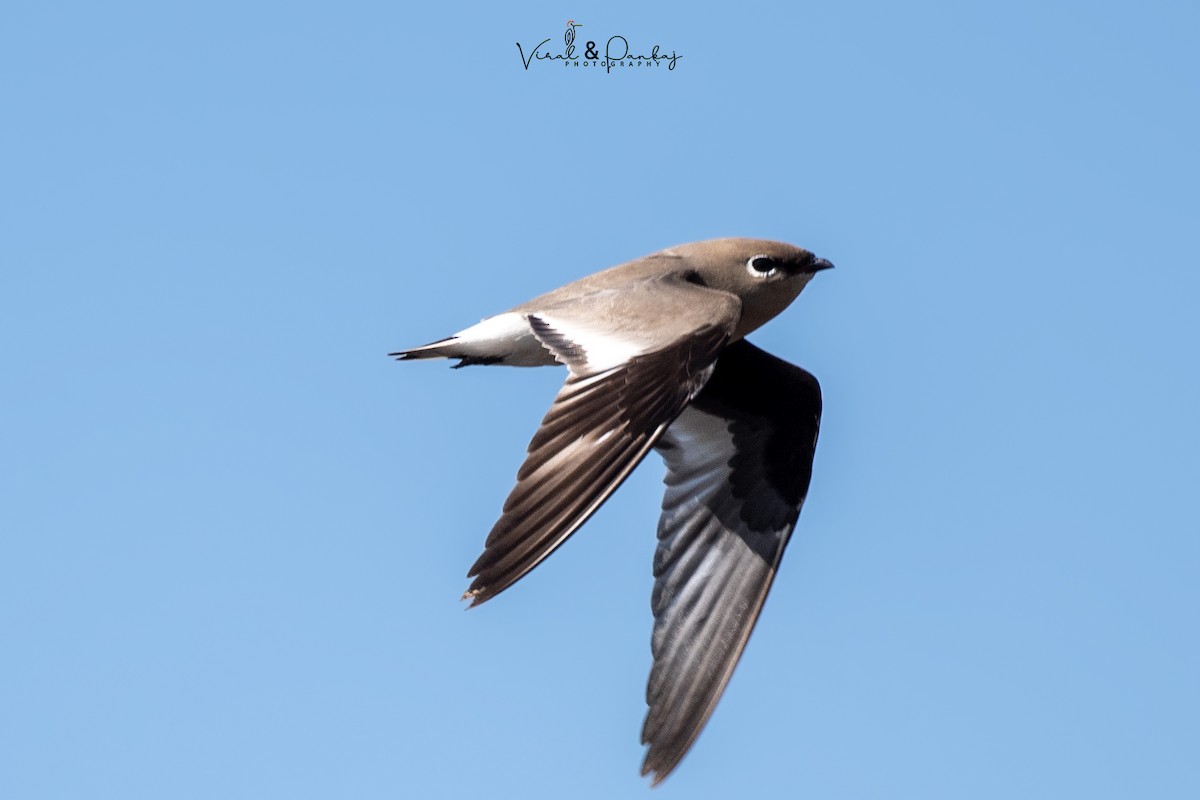 Small Pratincole - ML552134771
