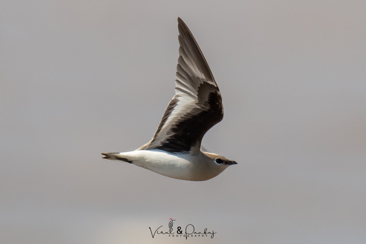 Small Pratincole - ML552134781