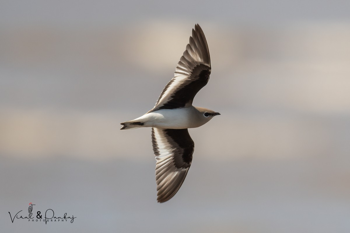 Small Pratincole - ML552134791