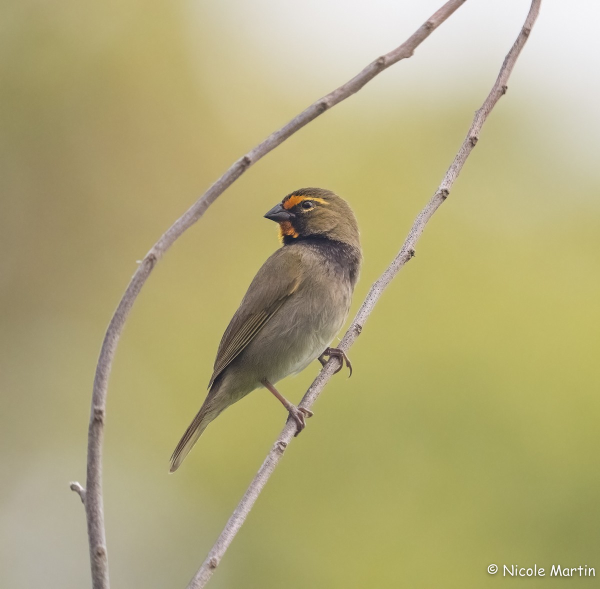 Yellow-faced Grassquit - ML552135491