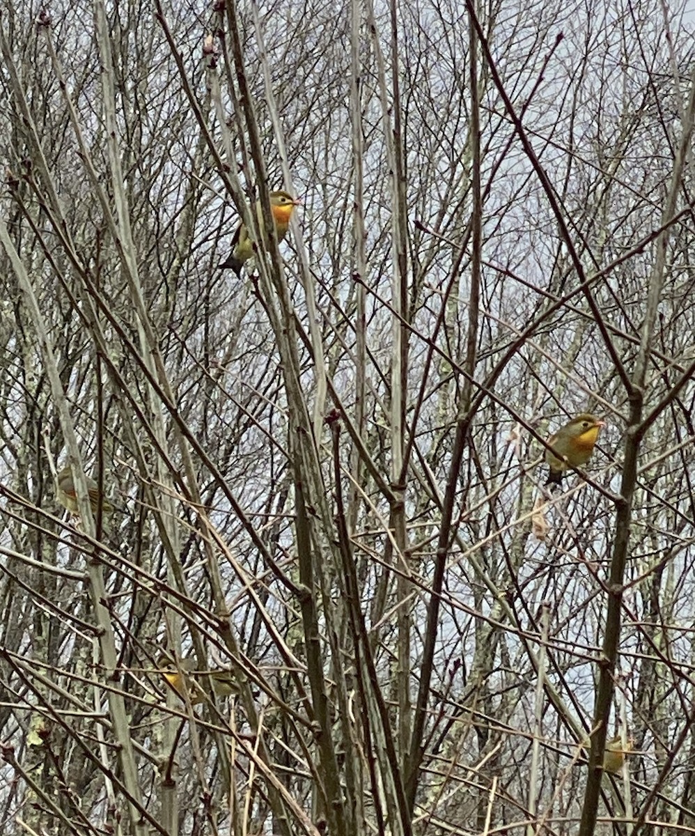 Red-billed Leiothrix - ML552136181