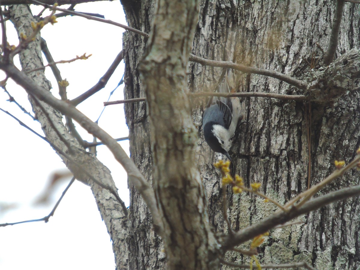 White-breasted Nuthatch - ML552136191