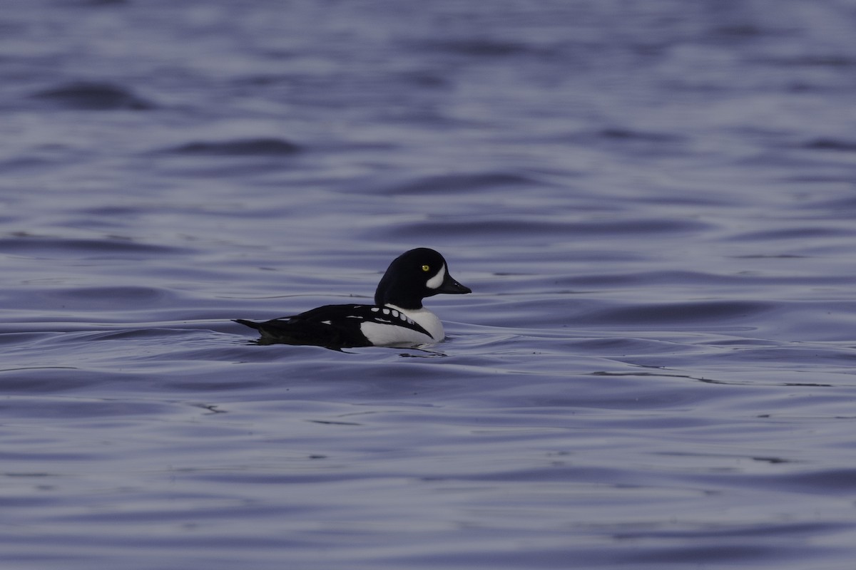 Barrow's Goldeneye - Anthony Gliozzo