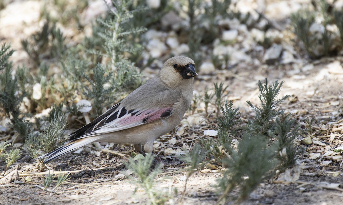 Desert Finch - Tumendelger Khumbaa
