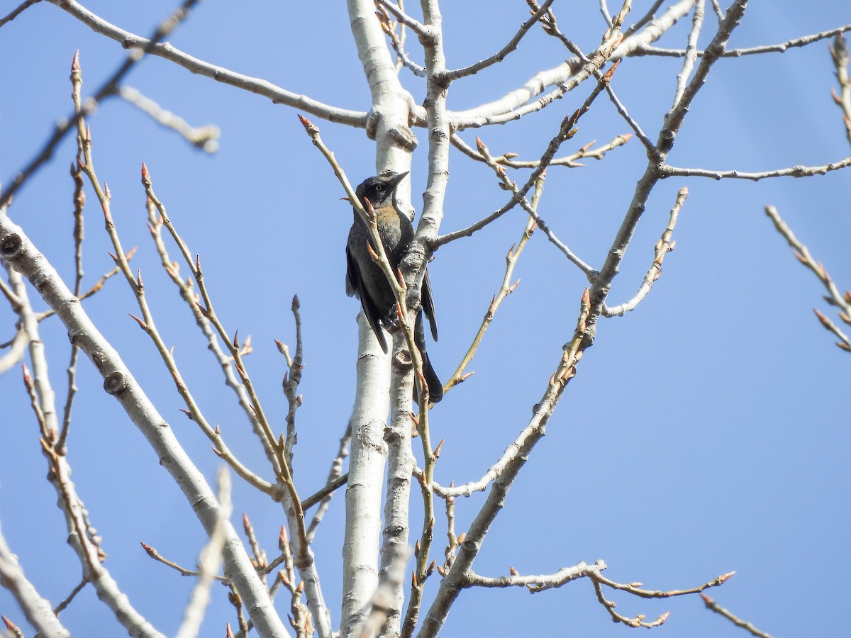 Rusty Blackbird - Susan Brauning