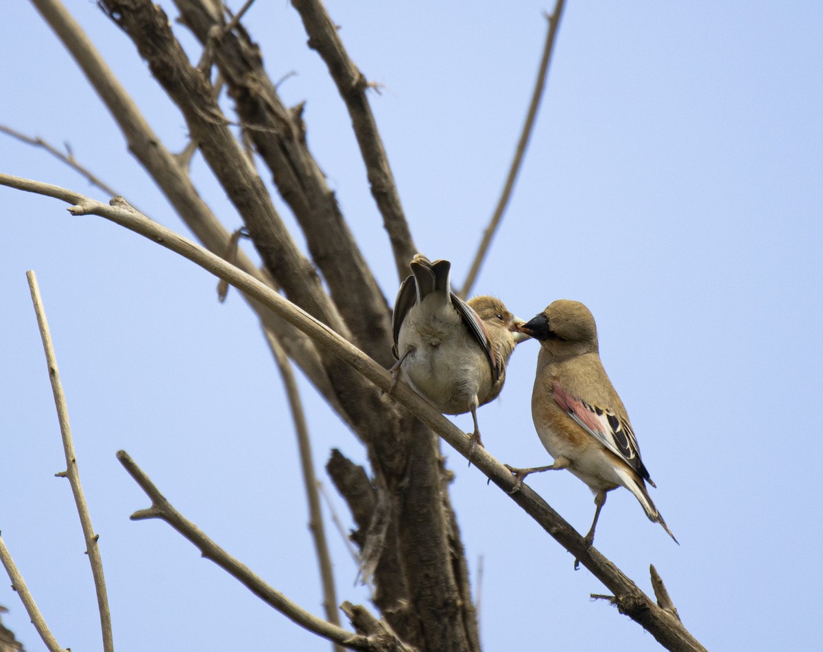 Desert Finch - ML552138011