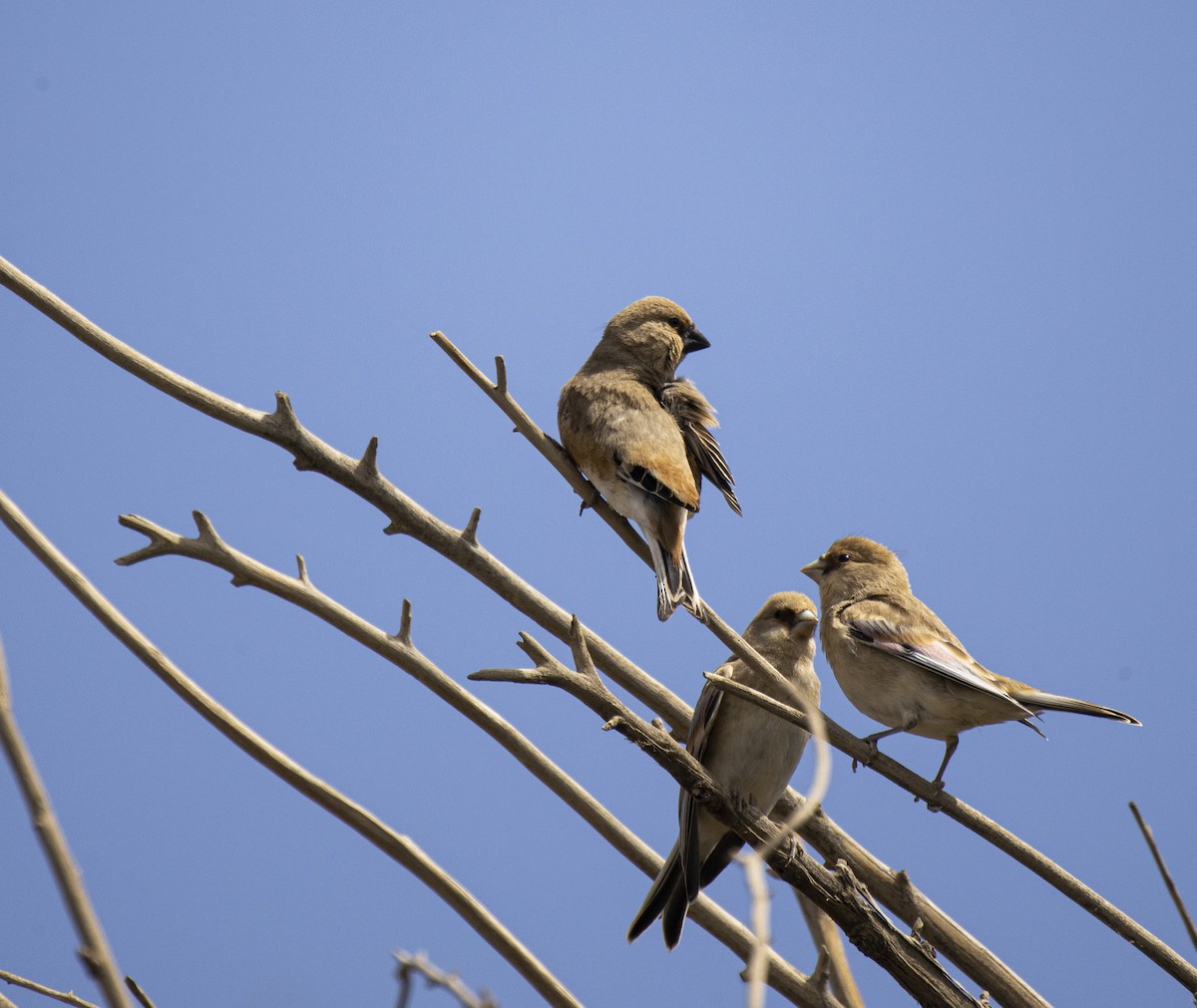 Desert Finch - ML552138021