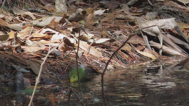 Wilson's Warbler - ML552138441