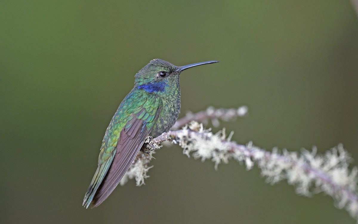 Berg-Veilchenohrkolibri (cyanotus/crissalis) - ML552138501