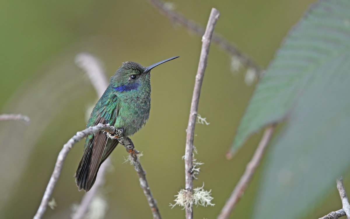 kolibřík modrouchý (ssp. cyanotus/crissalis) - ML552138511